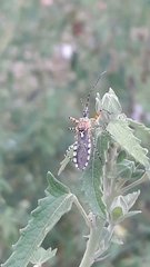 Cosmoclopius nigroannulatus