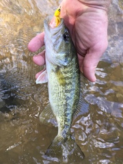 Micropterus treculii