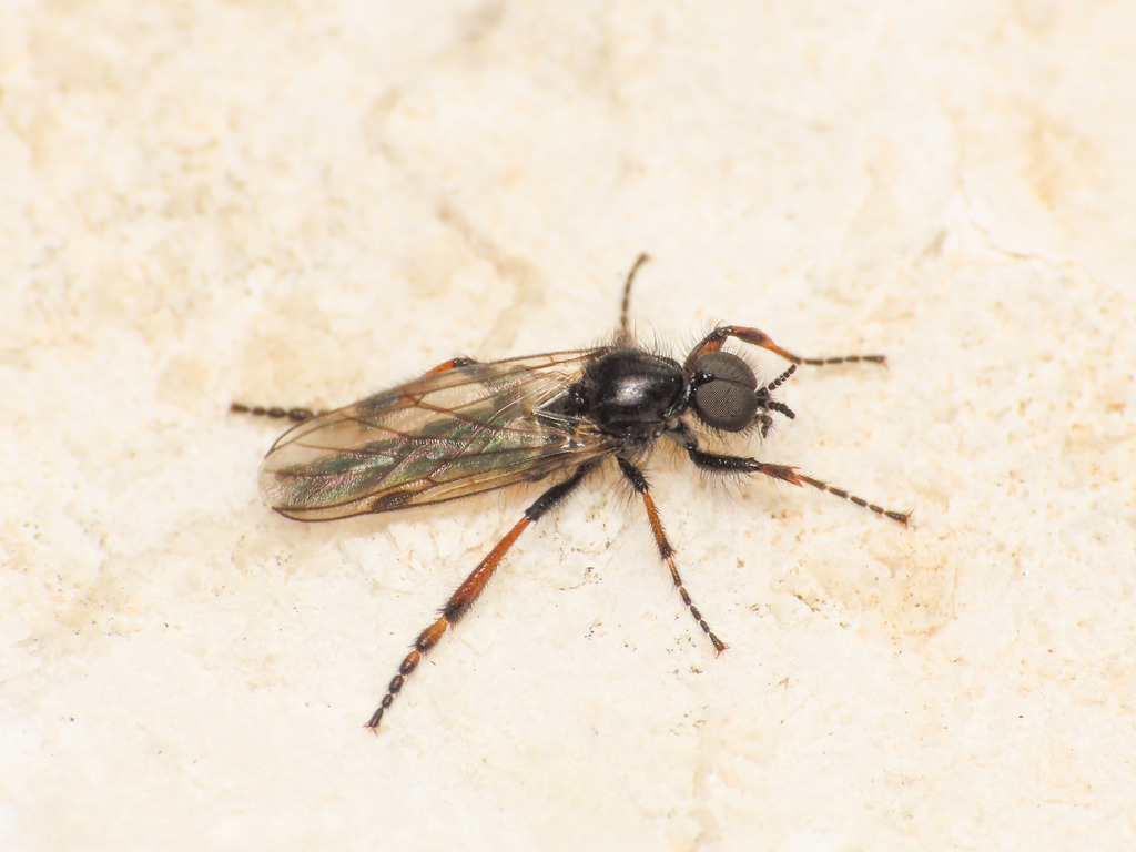 Bibio femoralis