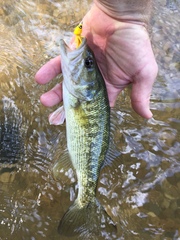 Micropterus treculii