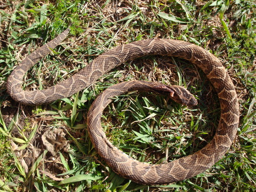 Photo of a Urutu (Bothrops alternatus)