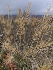 Taeniatherum