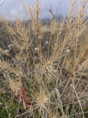 Taeniatherum