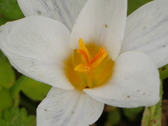 Crocus biflorus
