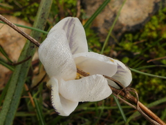 Crocus biflorus
