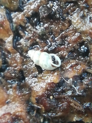 Carychium tridentatum