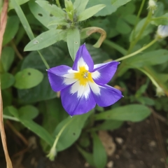 Convolvulus tricolor