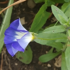 Convolvulus tricolor