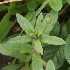 Convolvulus tricolor