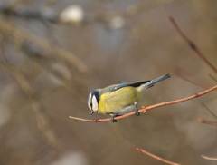 Cyanistes caeruleus