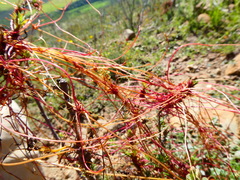 Cuscuta africana