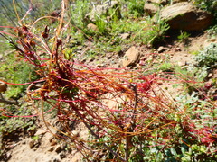 Cuscuta africana
