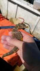 Hippocampus ingens