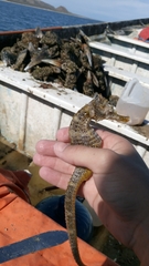 Hippocampus ingens