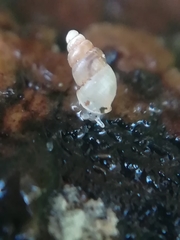 Carychium tridentatum