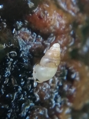 Carychium tridentatum