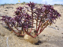 Euphorbia thinophila
