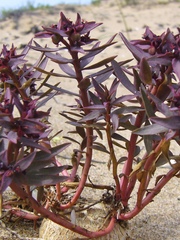 Euphorbia thinophila