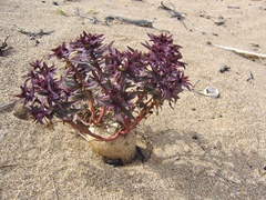 Euphorbia thinophila