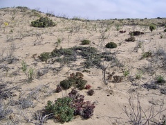 Euphorbia thinophila
