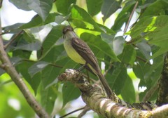 Myiarchus barbirostris