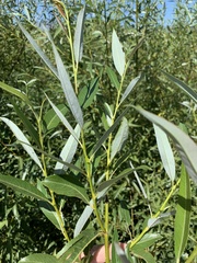 Salix mucronata mucronata