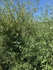 Salix mucronata mucronata