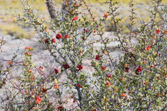 Castela peninsularis
