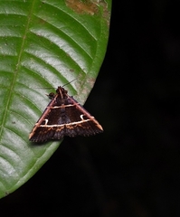 Bertula pallidicosta