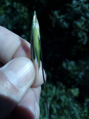 Avena murphyi