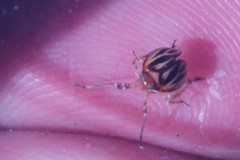 Phylloscelis atra
