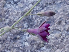 Malesherbia linearifolia