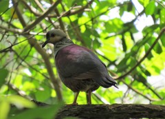 Geotrygon versicolor