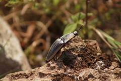 Chalcolepidius rugatus