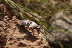 Chalcolepidius rugatus
