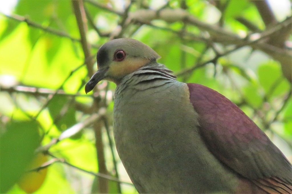 Crested Quail-Dove