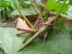 Coryacris angustipennis