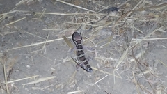 Hemidactylus sahgali