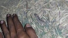 Hemidactylus sahgali