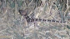 Hemidactylus sahgali