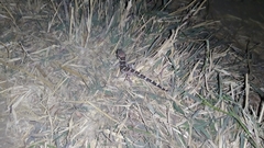 Hemidactylus sahgali