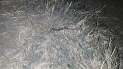 Hemidactylus sahgali