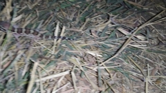 Hemidactylus sahgali