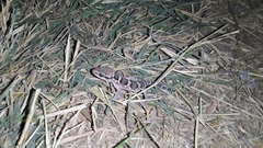 Hemidactylus sahgali