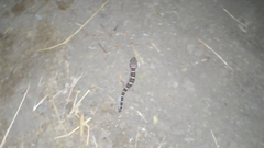 Hemidactylus sahgali