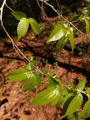 Ulmus mexicana