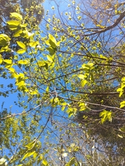 Ulmus mexicana