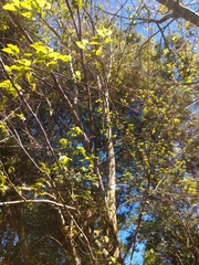 Ulmus mexicana