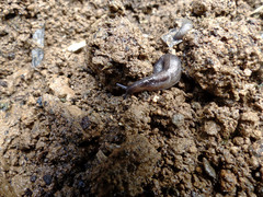Milacidae