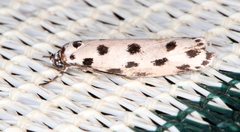 Ethmia sphaerosticha